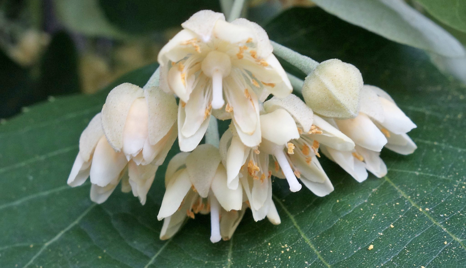 Tilia tomentosa 'petiolaris' 13453-A by Ned Friedman